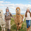 Gemeinsam Borkum erleben mit 2=1 Alpakawanderung